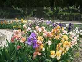 Jaro - čas připomenout kosatce (Iris) v zemi: 7 cenné rady