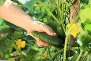 Rostoucí okurky: 10 nejčastější chyby zahradník
