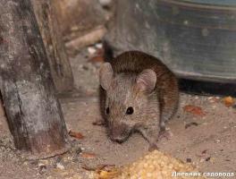 Jak se zbavit myší a potkanů ​​v ČR