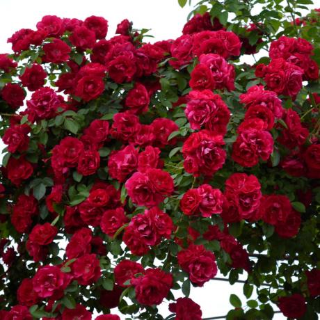 Bright kaskáda lezení růže. Fotografie z webu alchevsk.prom.ua