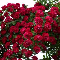 Výsadba lezení růže na zahradě vytvořit krásu