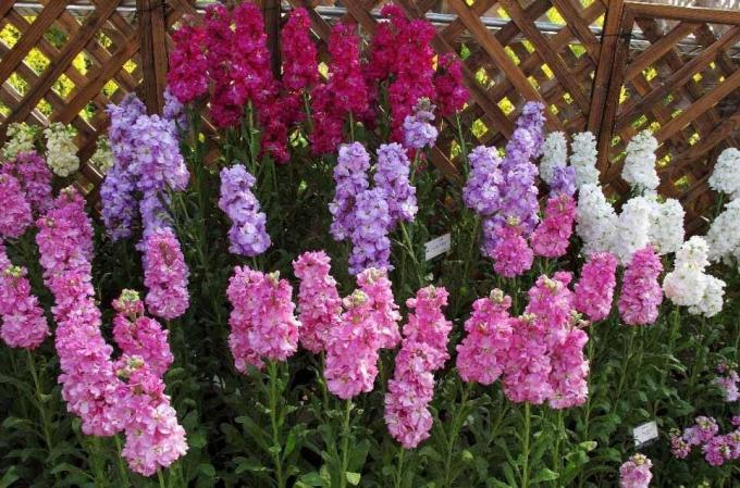 zobrazit: http://alena-flowers.ru. Levkoy froté šedá. Jiné druhy s méně krásnými květy se nazývá „divoká orchidej“ pro jasnou vůni po západu slunce