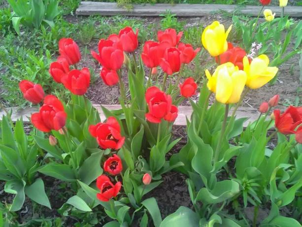 Dnes se pěstuje kolem 2000 odrůd tulipánů