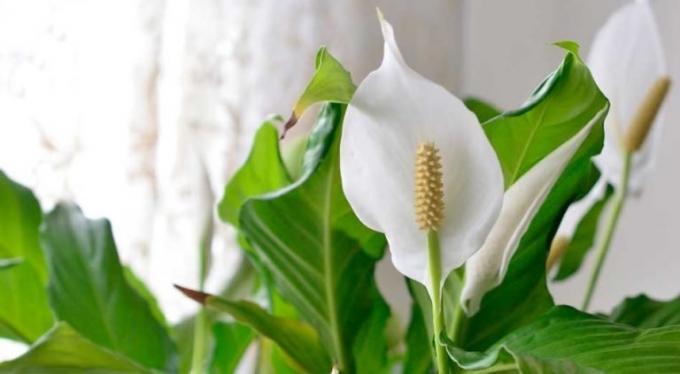Květina Spathiphyllum - shishechka a bílá - list-bract