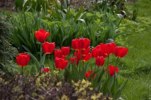 Nuance podzimní výsadby tulipánů: začátku jara v září