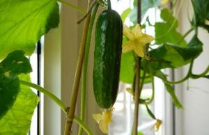Zimní okurky: Jak pěstovat na okenním parapetu bohatá úroda