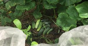 Jak rozšířit plodů okurky na zahradě až do října.