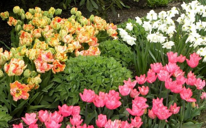 Chic Jarní záhon. A tulipány a narcisy. Líbí se vám to?