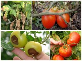 Bitva o sklizni: pochoutka rajčata správně
