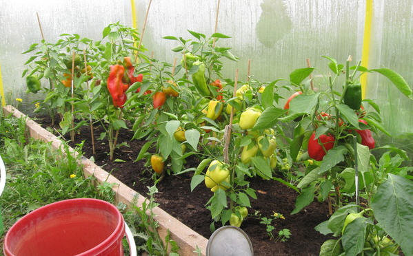 Rostoucí paprika ve skleníku. Fotografie z green-color.ru