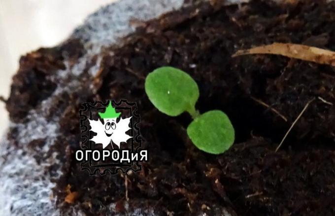 Petunia vzrostl v rašeliny tabletě zrnitého semene