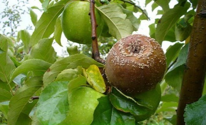 Ovoce hnít na jablko (ilustrace k článku přijatých od Yandex. obrázků)