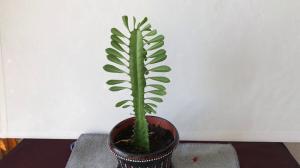 Efektivní metody chovu pro trojúhelníkovou Euphorbia. Pěstujte krásnou rostlinu bez větších potíží