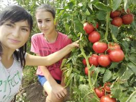 Rajčata v zahradě nebude vykrmit a zvýšení úrody. 4 superprioma!
