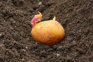 Bitva o sklizni: jak rostlin brambor