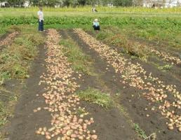 Důvody, které máte špatný brambor plodina roste.