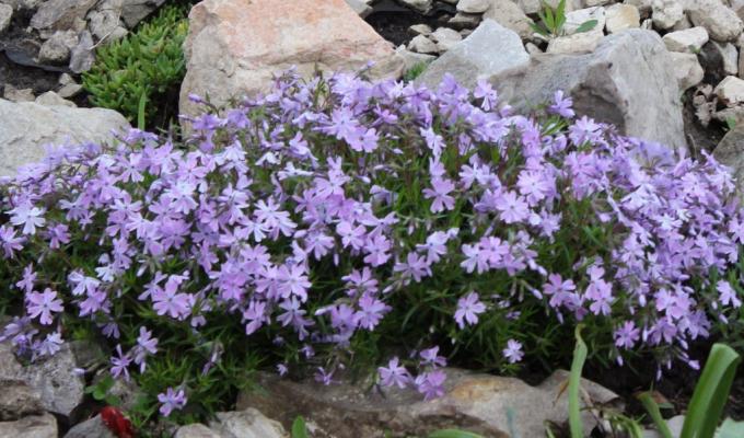 Phlox styloid Emerald polštář Modrá