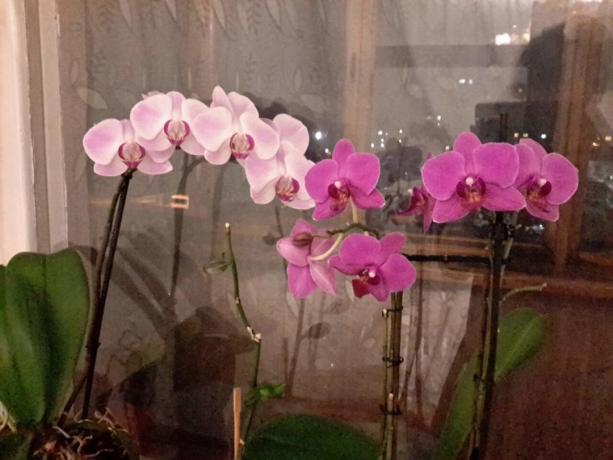 Část mé kolekce Phalaenopsis v bytě. I koupat jim zaplavat!