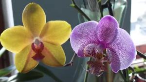 Jak mnoho let žijící Orchidej
