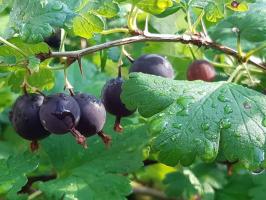 Jak se připravit angrešt podzimní plody, aby se stal větší a větší