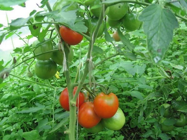 Nalévá rajčata ve skleníku. Fotografie v článku z internetu