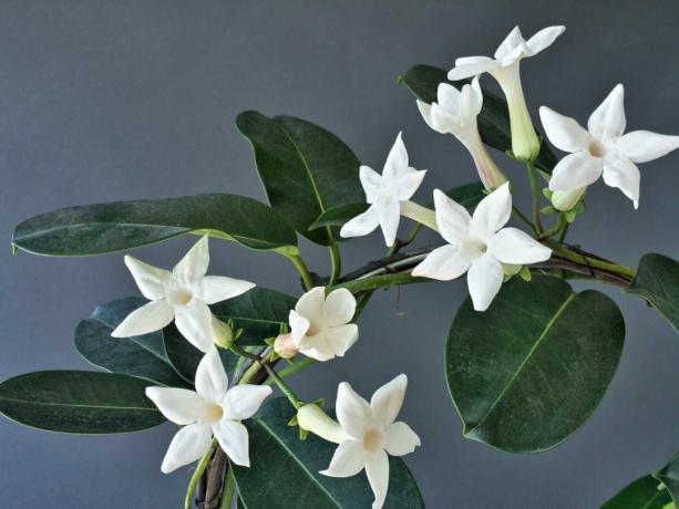 Liana-original nechlubí variabilitu barviva, ale nepotřebovala: bílé květy vypadají dobře, velmi roztomilé. Zvlášť, když mnoho z nich.
