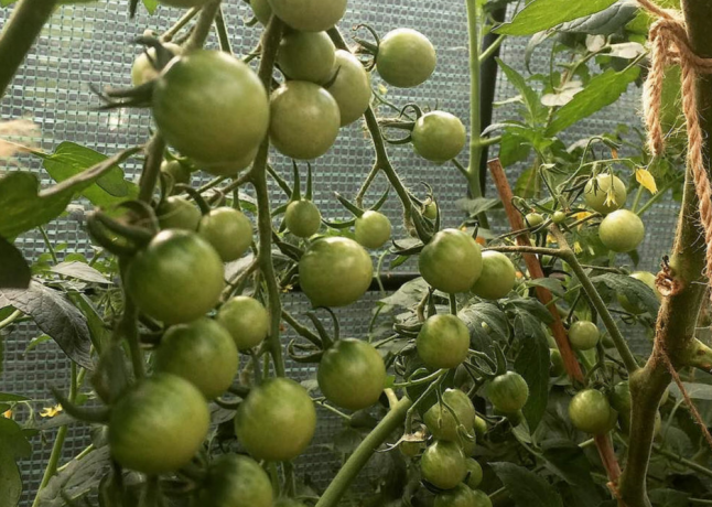 Ovoce v rostoucí dvojité rajče keře ne menší než v jednotlivých výsadby. 