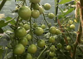 Rosteme rajčata za 2 ks. V každé jamce. Výhody a nevýhody