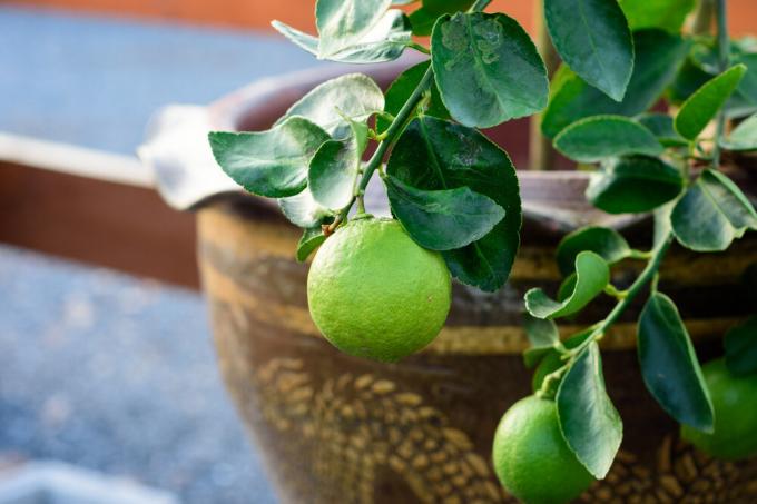 Vápno je vhodný pro pěstování doma je ještě lepší, než citron. Fotografie: garden.eco