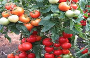 Hnojivo pro rajčata což zvyšuje až 10krát tvorbě vaječníků.