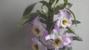 5 faktory ovlivňující kvetoucí Dendrobiums