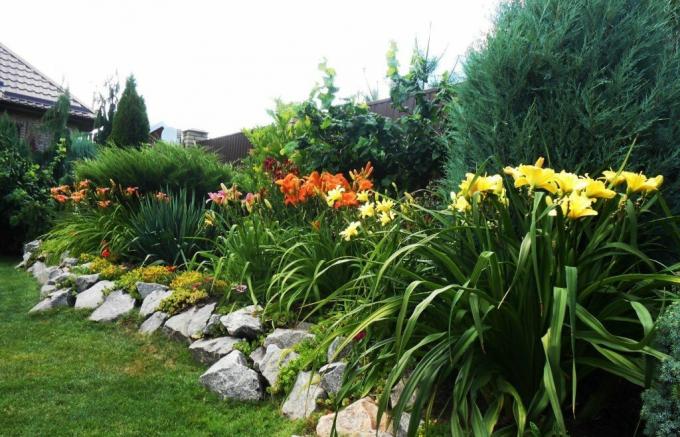 Krásný záhon podél plotu: daylilies v harmonii s většími sousedy