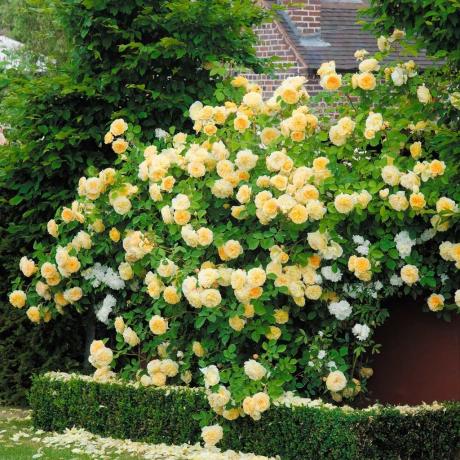 Luxusním kvetoucí žluté lezení růže. Fotografie z curious-world.ru zdrojů