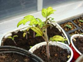 5 důvodů, proč se semenáčky zežloutne, a co dělat s ním