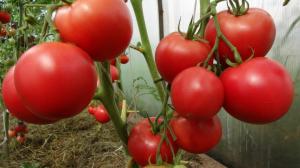 Umělé opylení rajčat může zvýšit výtěžek o 2 krát