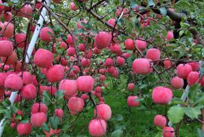 Proč jabloň nese ovoce každý rok.
