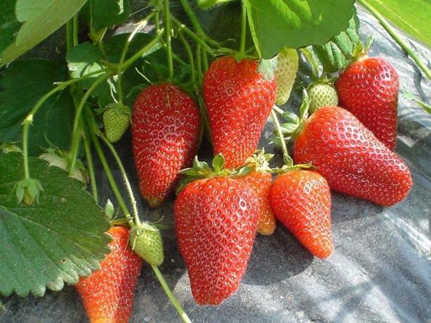 Skloněná jahody (Foto z internetu)