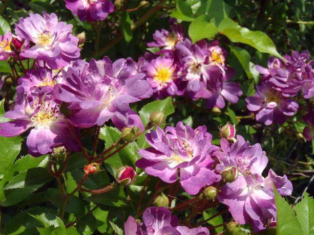 Takže moje květy lezení růže odrůdy „Vilchenblau“ Letos