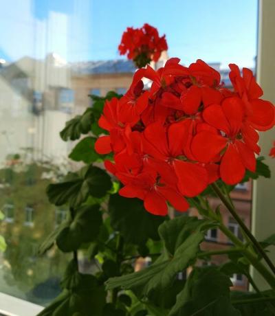 Kvetoucí červené muškáty
