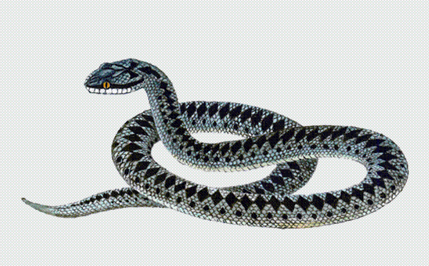 V zmije vertikální žáka, z hada - kola