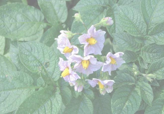 bramborový květ (foto z dacha-mechta.com)