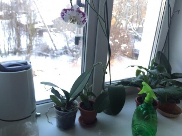 Na tomto parapetu I shromažďují rostlin, nejvíce náročné vlhkosti: orchideje a Spathiphyllum. Vybrala jsem si je do kuchyně, protože tato místnost je obvykle nejvyšší teplota a vlhkost