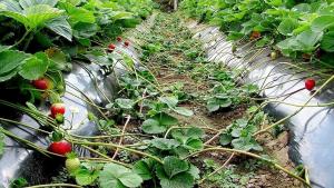 Smart úroda jahod po sběrných bobulovin: žádná škoda zvýší úrodu