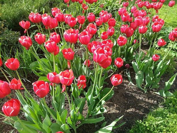 Záhon s tulipány na slunci v květnu