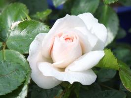 5 věcí, které zničit růži v zahradě
