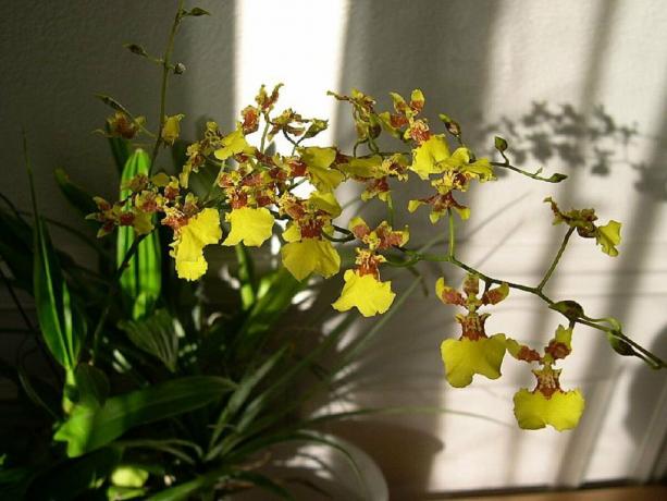 Yellow Oncidium, což se mi líbilo. Foto: zakupator.com