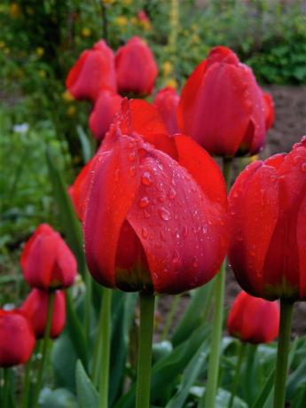 Mám roste pouze jeden druh tulipánů. A já nevím, jak se jmenuje. Letos se najednou chtěl rostlin něco nového. Tak se zrodil nápad psát poznámku k jarní výsadbu žárovky. Mimochodem, mám rád jen tulipány klasickou formu a oblékání a další ozdobný nezpůsobují soucitu.