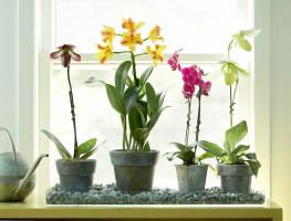 Kam umístit orchidej dům, zasadit a pěstovat dokonale šťastný nádherné kvetoucí