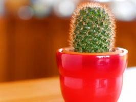 Jak kaktusy žije v domácnosti? Jak mohu starat se prodloužila životnost