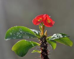 Euphorbia (pryšec) - tipy na péči